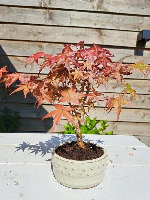 Japanese maple bonsai (Acer palmatum) - Hoogte (boom): 25 cm, Antiek en Kunst, Curiosa en Brocante