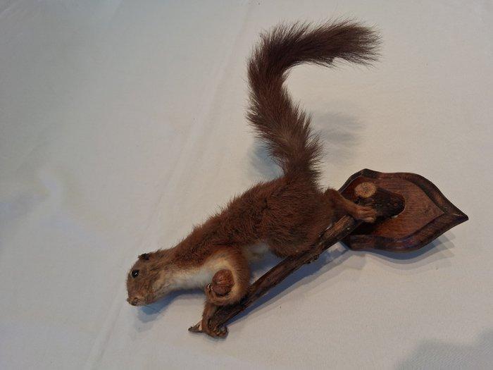 Eekhoorn Taxidermie volledige montage - Sciurus vulgaris -, Verzamelen, Dierenverzamelingen