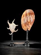 Indrukwekkend paar Spider Conch Shell & Melo Amphora op op