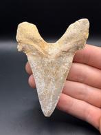 Haai - Fossiele tand - otodus sokolovi - 9.7 cm - 6.9 cm