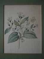 Michiel van Huysum (1700–1760), Werkplaats van - Botanical