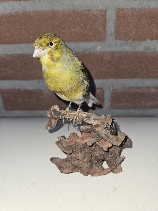 Bonte groene kanarie Taxidermie volledige montage - Serinus, Verzamelen, Dierenverzamelingen