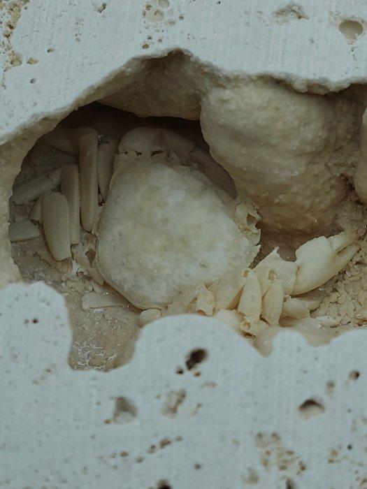Krab - Fossiel skelet - 100 mm - 95 mm (Zonder Minimumprijs), Verzamelen, Mineralen en Fossielen