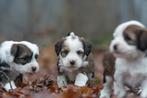 prachtige middelgrote pups boomer X tibetaanse terrier, Parvo, Nederland, 8 tot 15 weken, Meerdere