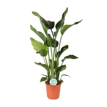 Strelitzia Nicolai - Ø24cm - 110cm beschikbaar voor biedingen
