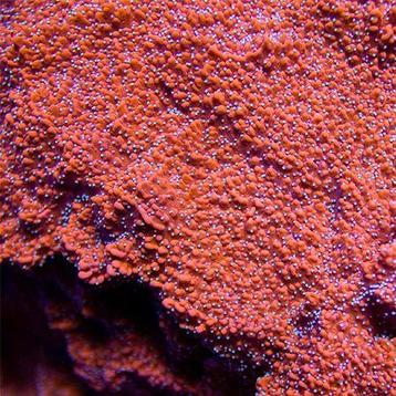 Montipora Snow Cap M (Ong. 6-7 cm) beschikbaar voor biedingen