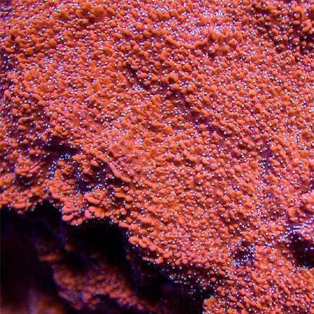Montipora Snow Cap M (Ong. 6-7 cm), Dieren en Toebehoren, Vissen | Aquaria en Toebehoren, Ophalen of Verzenden