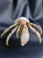heremietkreeft Taxidermie volledige montage - Paguroidea - 6, Nieuw