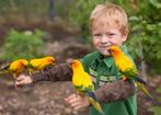 jonge zonparkieten en aratingas in vele kleuren, Dieren en Toebehoren, Vogels | Parkieten en Papegaaien, Papegaai, Meerdere dieren