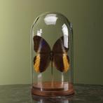 Uiloog Vlinder in Stolp Taxidermie Opgezette Dieren By Max, Verzamelen, Dierenverzamelingen, Ophalen of Verzenden, Nieuw, Insect