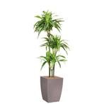 Dracaena Lemon Lime kunstplant, H150cm, Huis en Inrichting, Kamerplanten, Ophalen of Verzenden