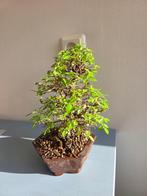 Chinese iep bonsai (Ulmus parviflora) - Hoogte (boom): 24 cm