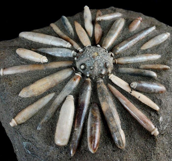 Zee-egel - Fossiel rugschild - Asterocidaris bistriata, Verzamelen, Mineralen en Fossielen