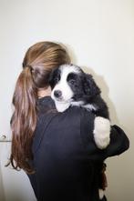 Lieve Border Collie pups te koop!, Dieren en Toebehoren, Parvo, 8 tot 15 weken, Meerdere dieren, Eén hond
