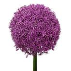 Bloembollen - 8 x Allium Globemaster - paars, Verzenden, Voorjaar, Volle zon, Bloembol