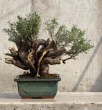 Bonsai Tijm - Hoogte (boom): 17 cm - Diepte (boom): 22 cm -