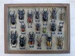 Lucanidae insectenmix Taxidermie volledige montage - mix, Verzamelen, Dierenverzamelingen, Nieuw