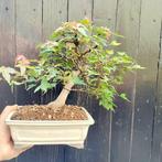 Drietand Esdoorn (Acer Buergerianum) - Hoogte (boom): 33 cm