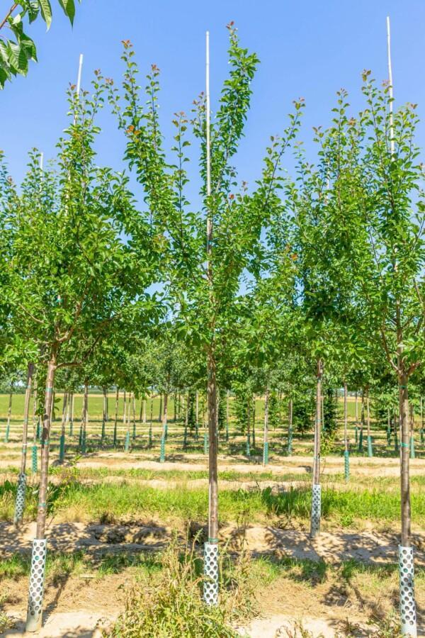 Prunus domestica Reine Claude Verte hoogstam 16/18, Tuin en Terras, Planten | Tuinplanten