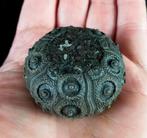 Indrukwekkende zee-egel!!! - Uitzonderlijke grootte voor, Verzamelen