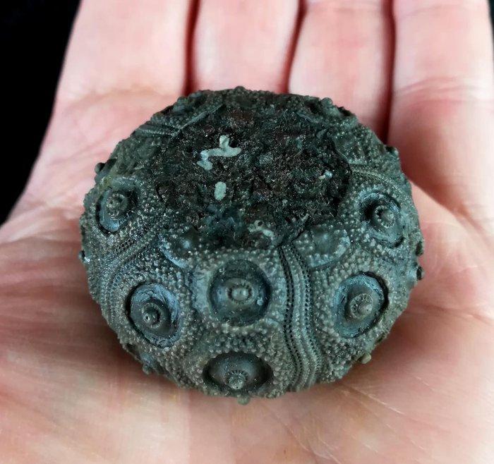 Indrukwekkende zee-egel!!! - Uitzonderlijke grootte voor, Verzamelen, Mineralen en Fossielen