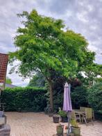 Boomveiligheidscontrole (BVC)/Visual Tree Assessment (VTA), Garantie, Tuinonderhoud of Snoeiwerk