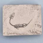 Prachtig bewaarde - Gefossiliseerd dier - Keichousaurus hui