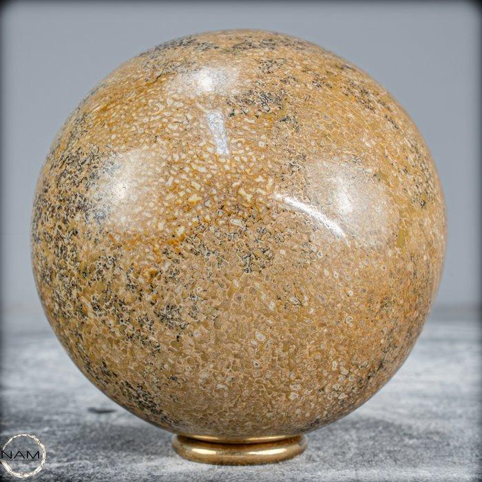 Zeer zeldzaam natuurlijk versteend Atlasaurus dinoskelet, Verzamelen, Mineralen en Fossielen