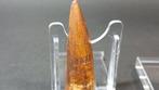 Spinosaurus - Fossiele tanden - 6,3 cm - 1,9 cm (Zonder, Antiek en Kunst