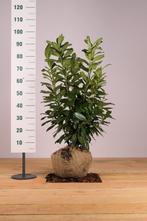 Laurier Novita/Prunus laurocerasus Novita 60t/m225cm, Tuin en Terras, Ophalen of Verzenden, Overige soorten, Haag, 100 tot 250 cm