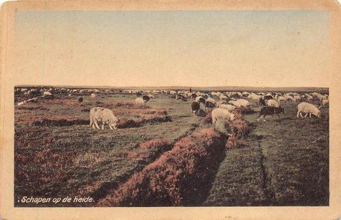 Nederland - Boerenleven - schapen, schaapskuddes + herders -, Verzamelen, Ansichtkaarten | Buitenland