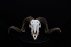 Sheep Skull with large curled horns Bot - Ovis aries - 0 cm, Nieuw