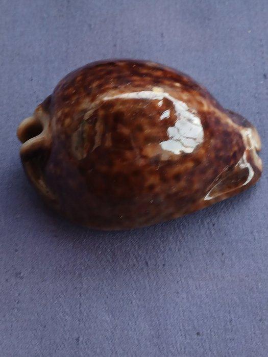 Schelp Cypraea Stercoraria Zeeschelp - Trona Stercoraria, Antiek en Kunst, Curiosa en Brocante