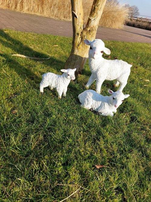 Beeld, set of 3 lambs - 19 cm - polyresin, Antiek en Kunst, Curiosa en Brocante