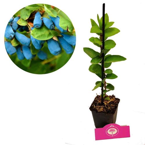 honingbes Lonicera caerulea Rebecca + Pot 9cm, Tuin en Terras, Planten | Fruitbomen, Volle zon, Verzenden