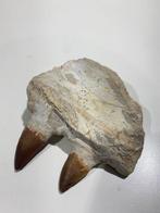 Mosasaurus - Gefossiliseerde kaak - Mandíbula fosilizada - 9, Verzamelen