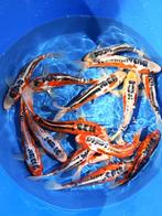 Hirasawa Marusei 24-28cm (Japanse Koi), Dieren en Toebehoren, Karper of Koi