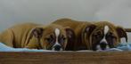 Old English Bulldog pups | Gezonde type | Mogen direct mee!, Meerdere, Bulldog, 8 tot 15 weken, Meerdere dieren