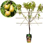 Pyrus communis Conference perenboom leipakket + Pot 23cm, Verzenden, Volle zon