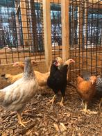 Jonge Plymouth Rock krielen in verschillende kleuren!, Dieren en Toebehoren, Pluimvee, Vrouwelijk, Kip