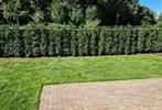 Haag incl. aanleg Portugese laurier, coniferenhaag, taxus ea, Haag, 100 tot 250 cm