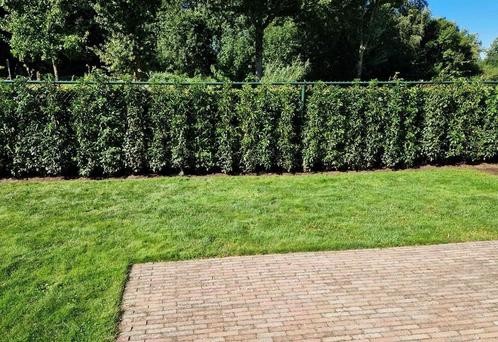 Haag incl. aanleg Portugese laurier, coniferenhaag, taxus ea, Tuin en Terras, Planten | Struiken en Hagen, Haag, 100 tot 250 cm