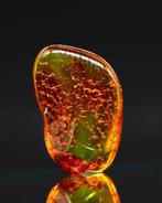 Oude Olijfkern Baltisch barnsteen • 2.80 ct • Unieke