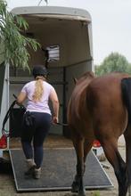 Problemen met trailer laden? Bel mij!, Dieren en Toebehoren, Ruin, Dressuurpaard, L, 7 tot 10 jaar
