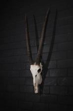 spiesbok Schedel - oryx - 13 cm - 100 cm - 33 cm- non-CITES, Verzamelen, Dierenverzamelingen, Nieuw