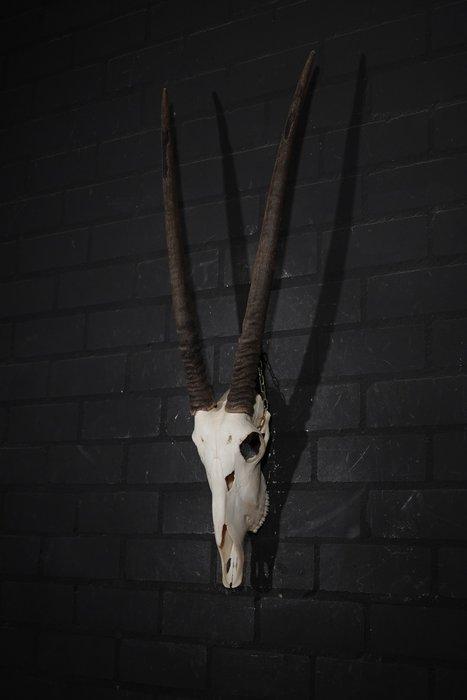 spiesbok Schedel - oryx - 13 cm - 100 cm - 33 cm- non-CITES, Verzamelen, Dierenverzamelingen