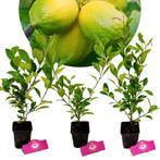 citrus auratifolia Limoen + Pot 9cm 3 stuks, Tuin en Terras, Planten | Fruitbomen, Verzenden, Volle zon