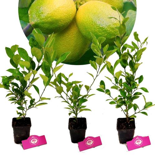 citrus auratifolia Limoen + Pot 9cm 3 stuks, Tuin en Terras, Planten | Fruitbomen, Volle zon, Verzenden