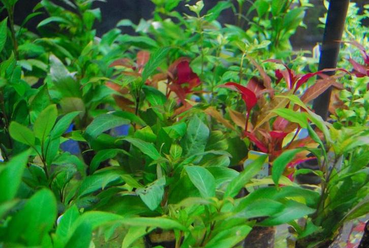 Aquariumplanten mix pakket 18 stuks - 5cm pot, Dieren en Toebehoren, Vissen | Aquaria en Toebehoren, Plant(en), Steen of Hout