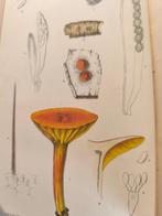 James Britten - The Journal of Botany British and Foreign -